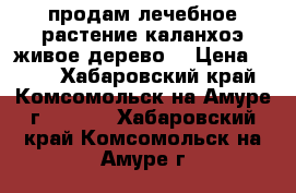 продам лечебное растение каланхоэ(живое дерево) › Цена ­ 300 - Хабаровский край, Комсомольск-на-Амуре г.  »    . Хабаровский край,Комсомольск-на-Амуре г.